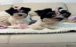 Biewer Terrier dogs for sale: 🩶🩷Biewer-Biro Champion heritage pups! 🐶❤️ - Image 3