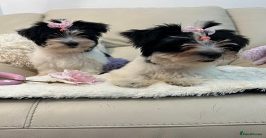 Biewer Terrier dogs - Advert 9