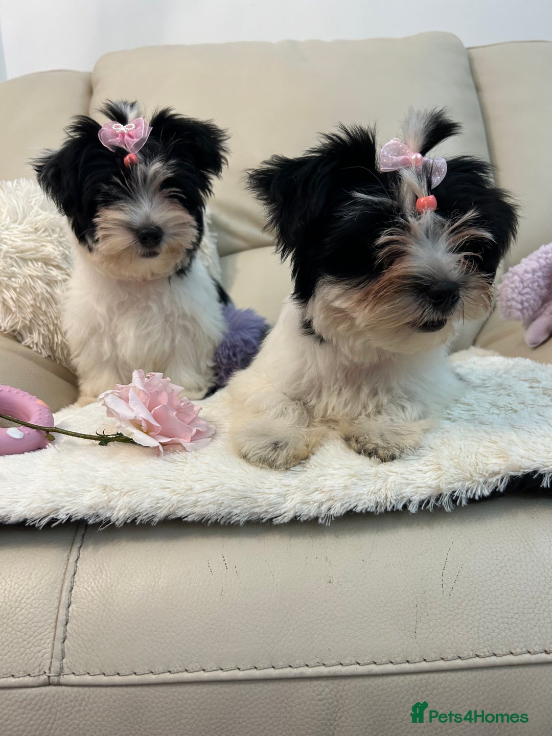 Biewer Terrier dogs for sale: 🩶🩷Biewer-Biro Champion heritage pups! 🐶❤️ - Image 3