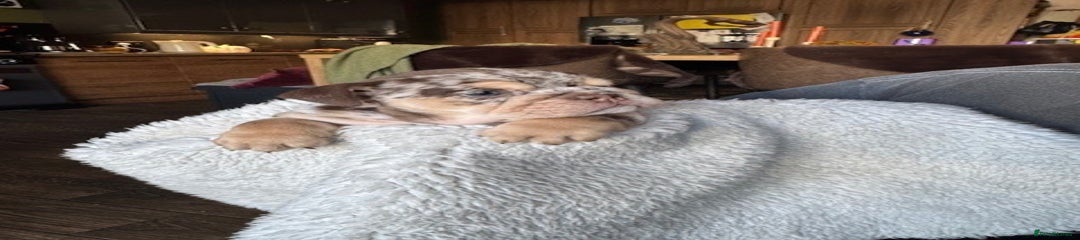 English Bulldog Puppy 3