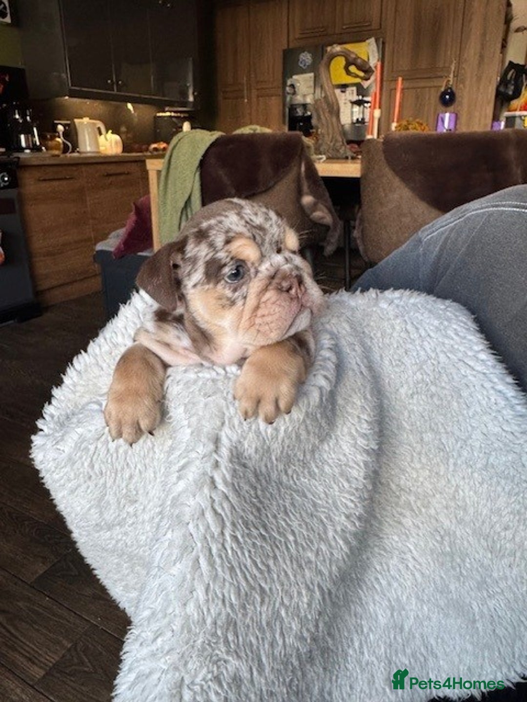 English Bulldog dogs for sale: Beautiful English Bulldog Puppies - Image 14