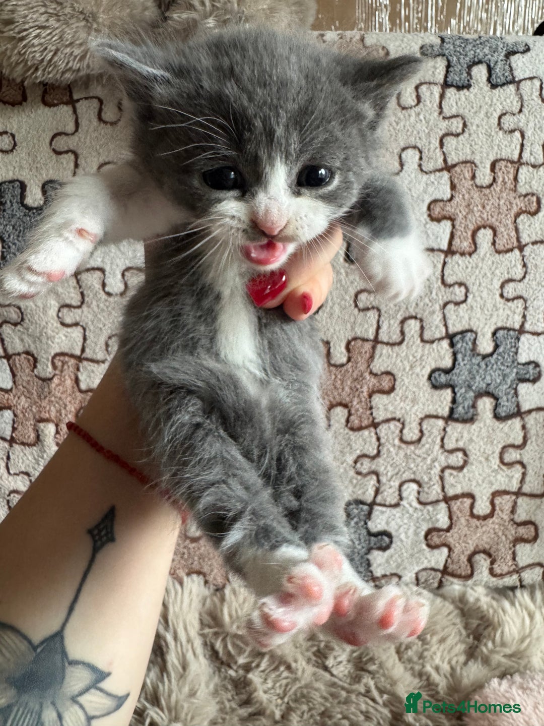 British Shorthair cats for sale: British shorthair cat  - Advert 16