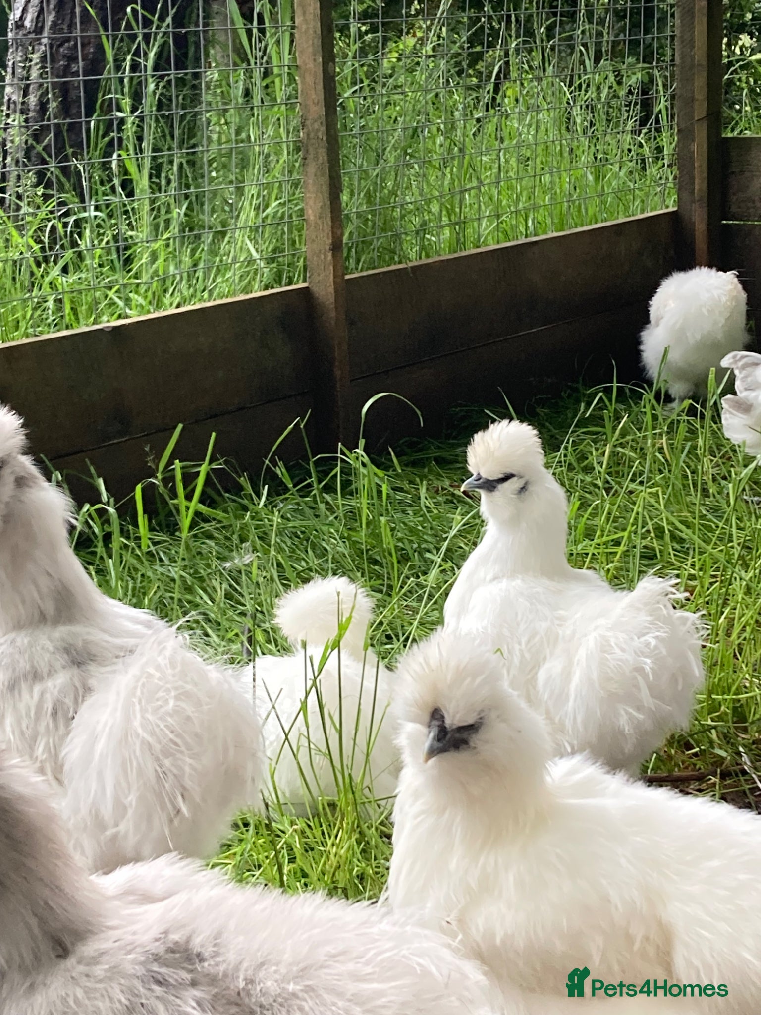 Chickens poultry SILKIE bantam HENS laying and point of lay - Advert 1