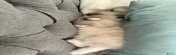 Ragdoll cats for sale: Ragdoll cat - Milo  in Horsham - Advert 5
