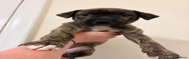 Mixed Breed 8