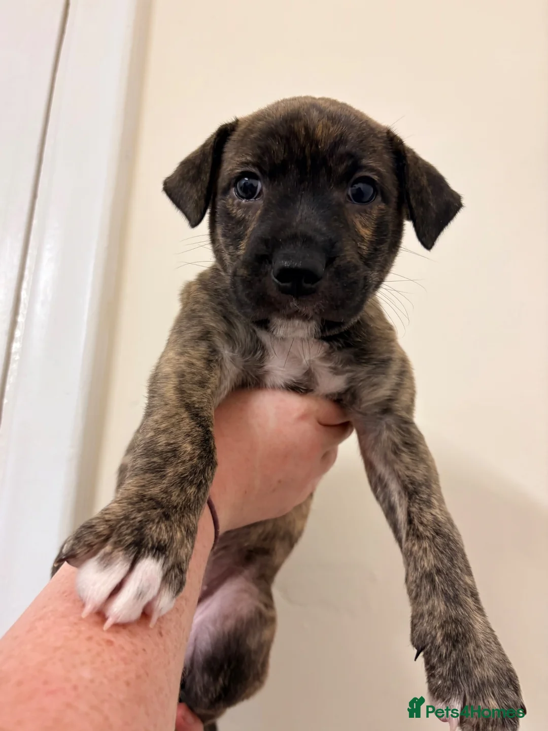 Mixed Breed dogs for sale: Saluki Bull Grey Puppies - Advert 11