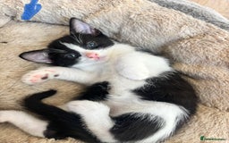 Domestic Shorthair cats for sale: Beautiful litter of kittens!  - Image 3