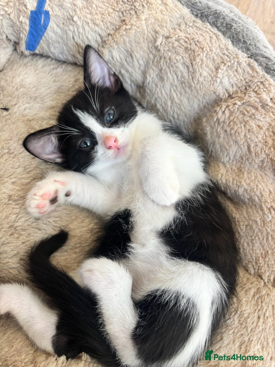 Domestic Shorthair cats for sale: Beautiful litter of kittens!  - Image 3