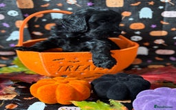 Cockapoo dogs for sale: ❤️AMAZING F1B COCKAPOOS ❤️ - Image 7