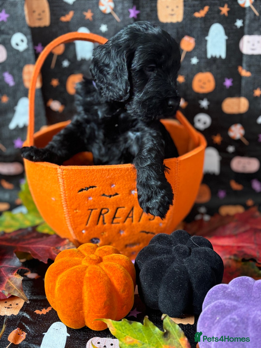 Cockapoo dogs for sale: ❤️AMAZING F1B COCKAPOOS ❤️ - Image 7