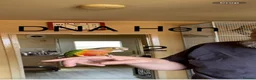 Conures birds for sale: Green Cheek Conure Baby’s Hand Raised Hand Tame - Advert 3