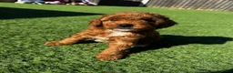 Cavapoo dogs for sale: Beautiful Red F1b Cavapoo - Viewings now welcome - Advert 6