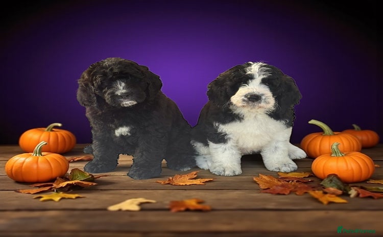 Saint Bernard dogs - Advert 1
