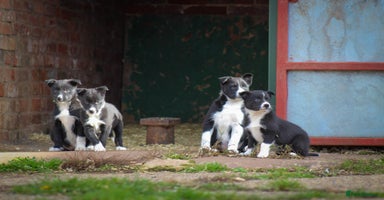 Border Collie dogs - Advert 1