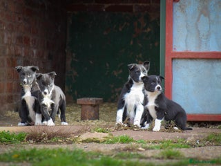 Border Collie dogs - Advert 1