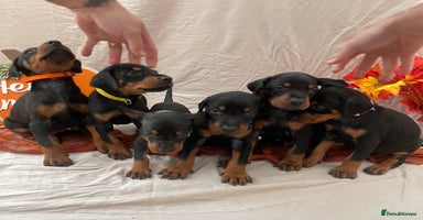 Dobermann dogs - Advert 15