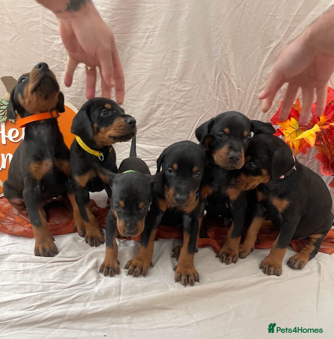 Dobermann dogs for sale: KC Reg European Doberman Pups Exceptional Line - Image 2