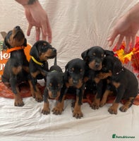 Dobermann dogs - Advert 2