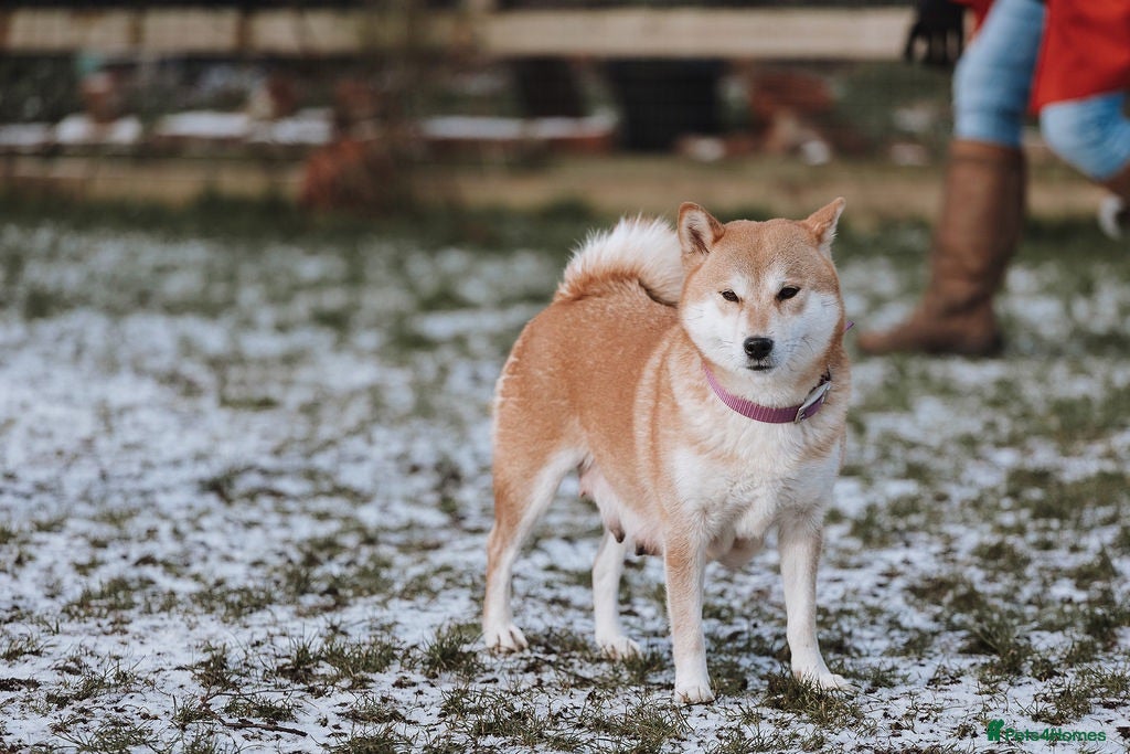 Japanese Shiba Inu dogs Three Amazing Shibas Seeking Loving Homes ❤️ - Advert 7