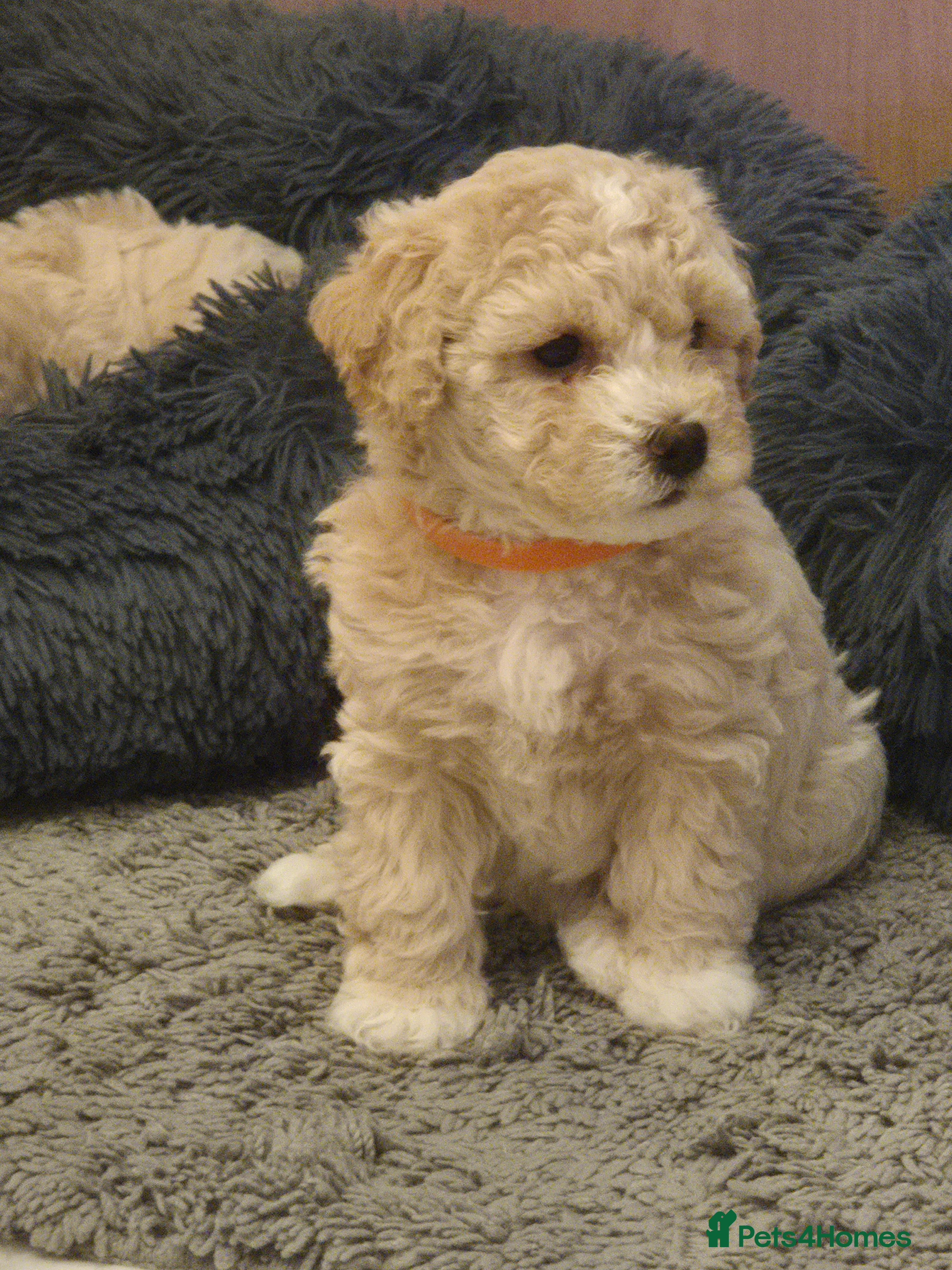 Poochon dogs Toy Poochon - Advert 16