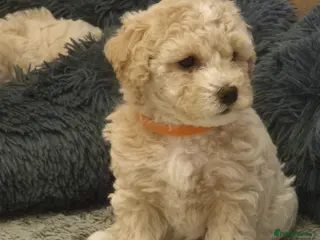 Poochon dogs Toy Poochon - Advert 16