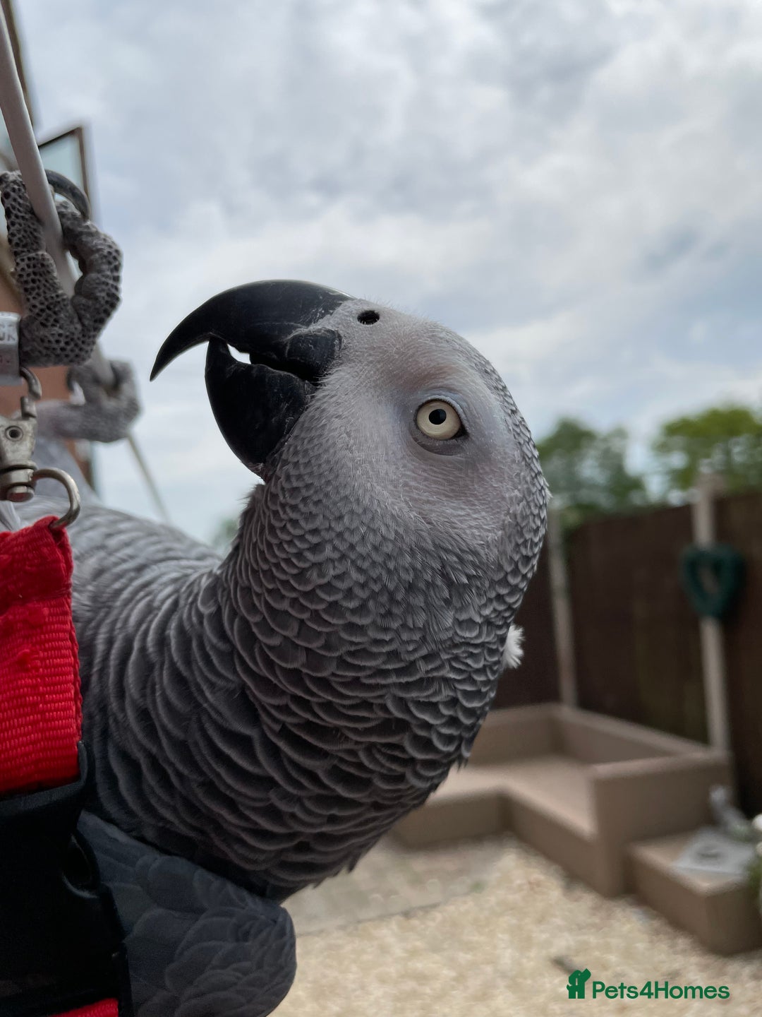 Parrots birds for sale: Our 2 loving African greys  - Advert 8