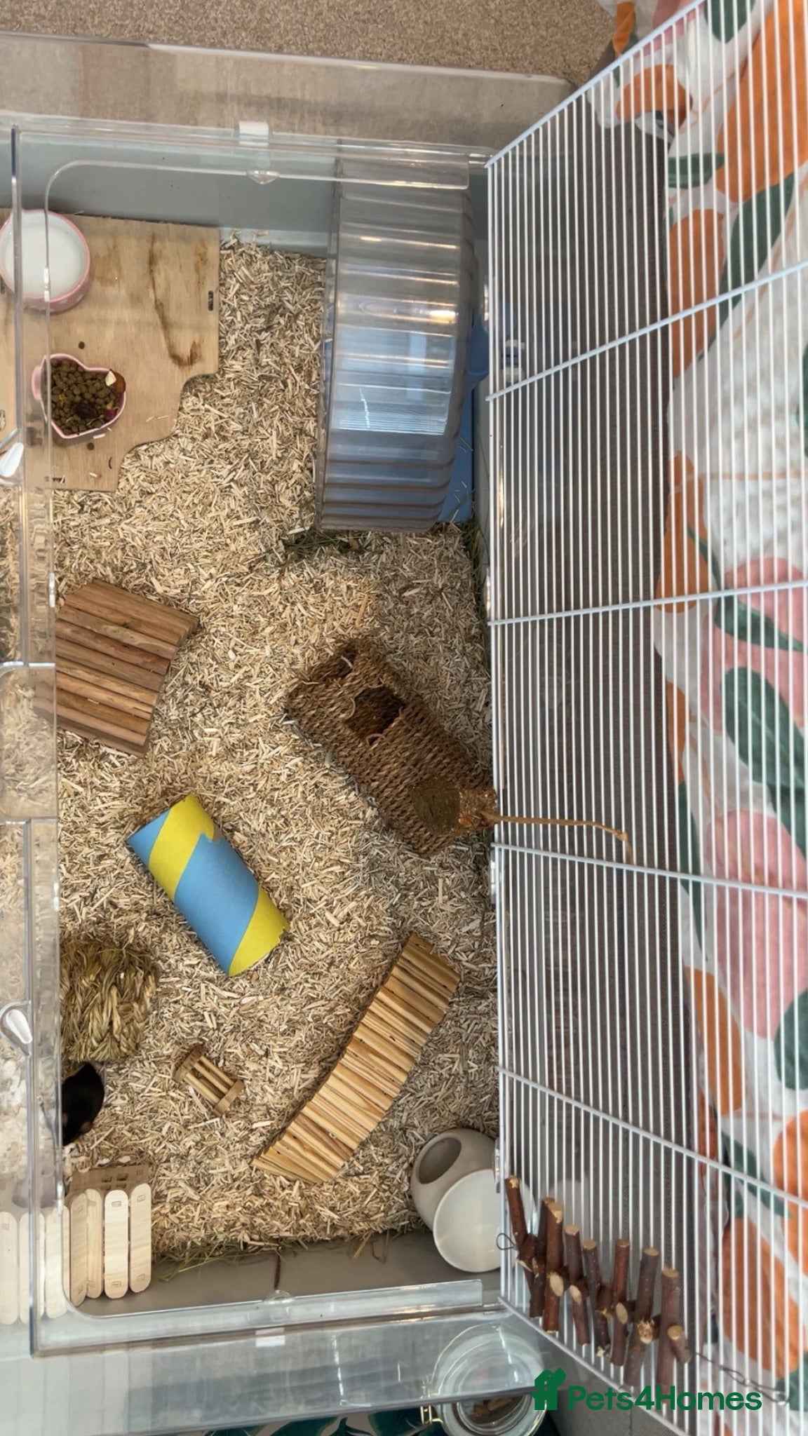 Mouse rodents 2 Female Pet Mice + Full Set Up And Accessories  - Advert 2