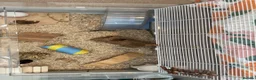 Mouse rodents for sale: 2 Female Pet Mice + Full Set Up And Accessories  - Advert 1