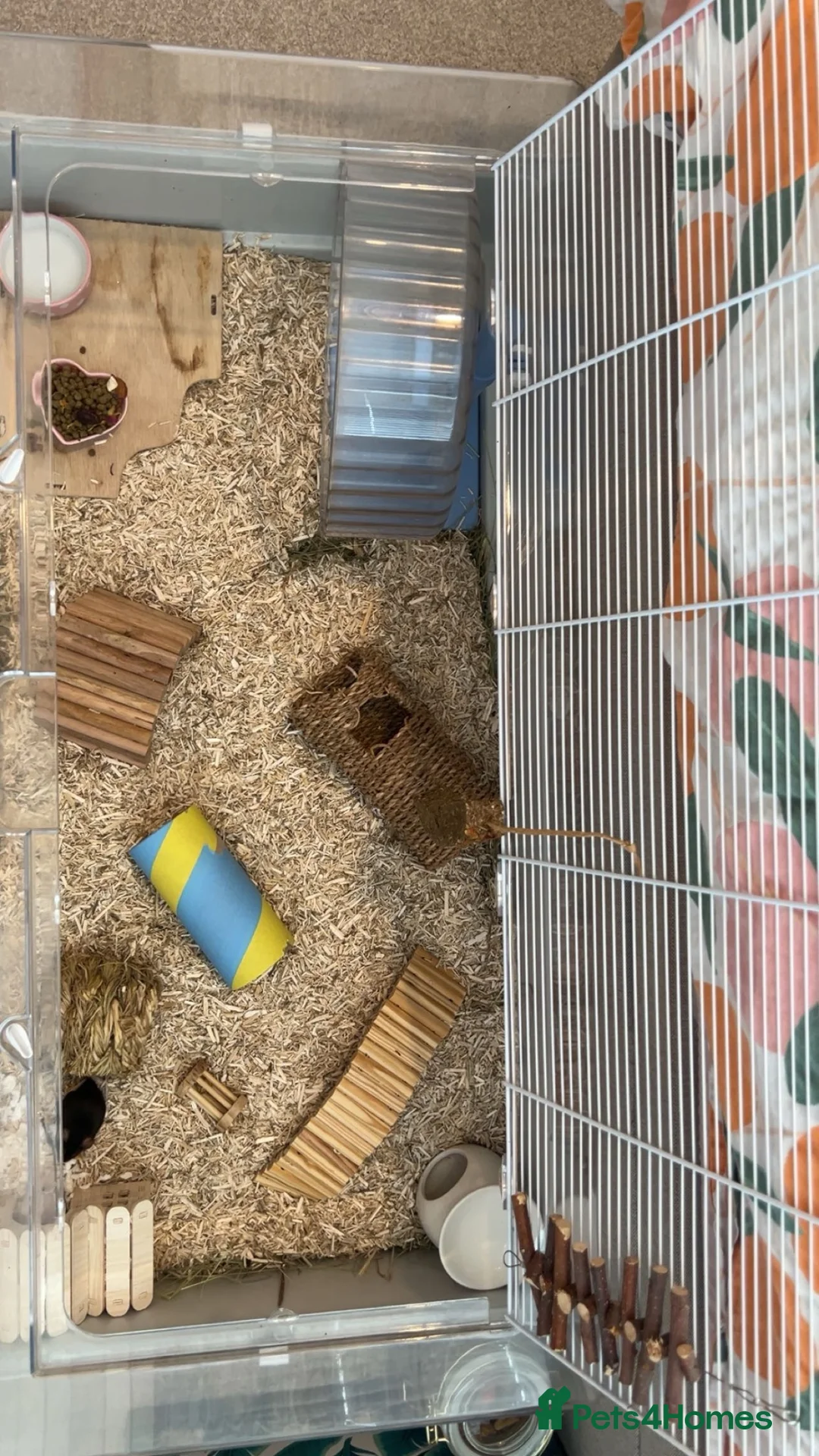 Mouse rodents for sale: 2 Female Pet Mice + Full Set Up And Accessories  - Advert 1
