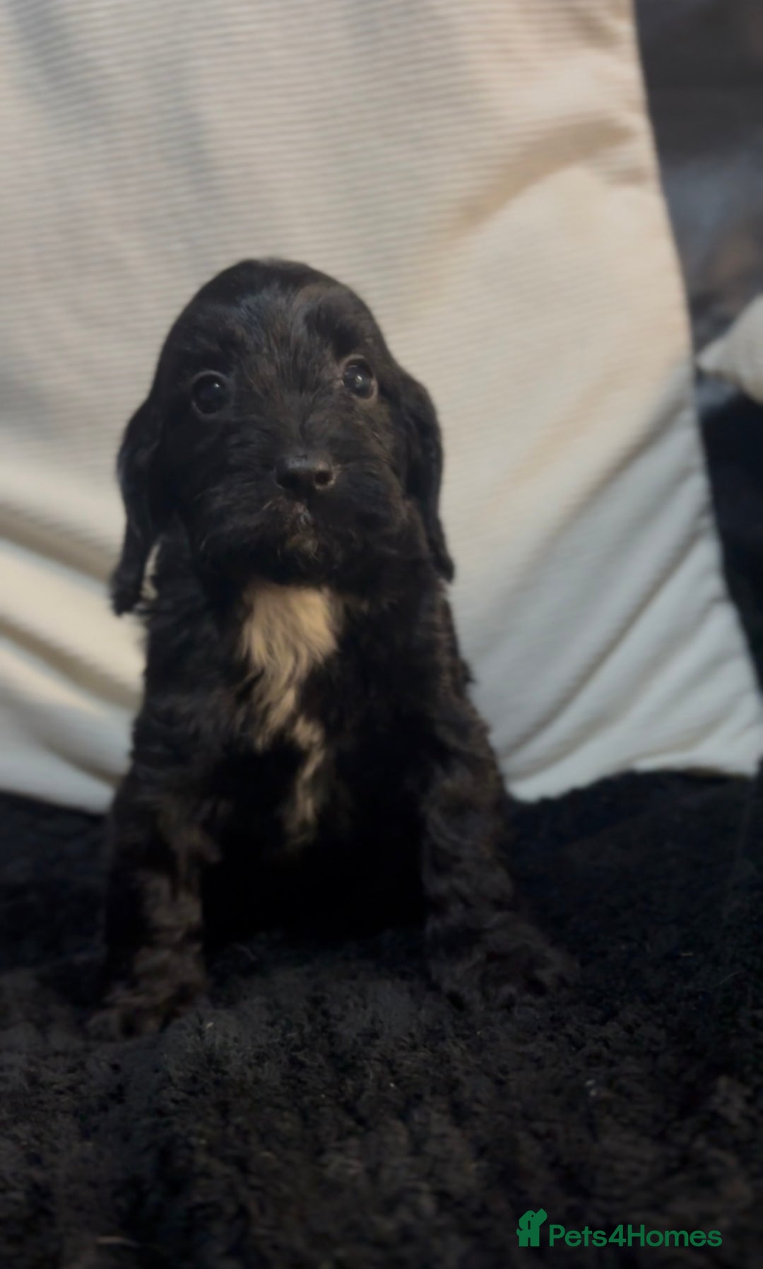 Cockapoo dogs for sale: Adorable F1B Cockapoos❤️💙 🐾 - Advert 16