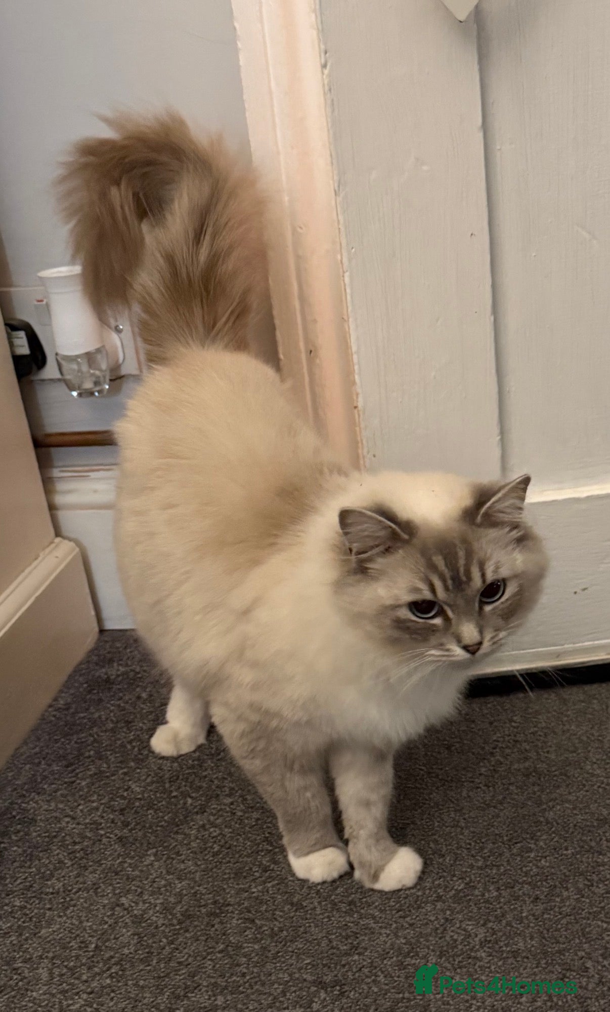 Ragdoll cats Gorgeous ColourPoint Full Pedigree Ragdoll Kittens - Advert 3