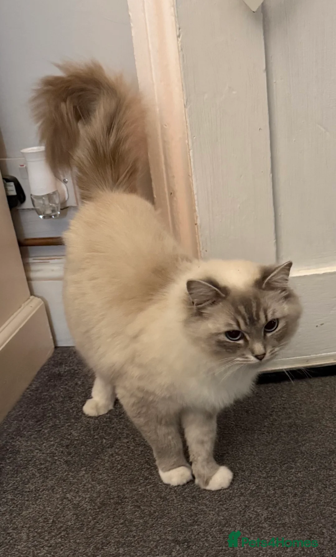 Ragdoll cats for sale: Gorgeous ColourPoint Full Pedigree Ragdoll Kittens - Advert 1