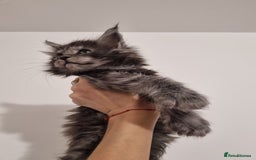 Maine Coon cats for sale: Purebred King Size Maine Coon kittens  - Image 18