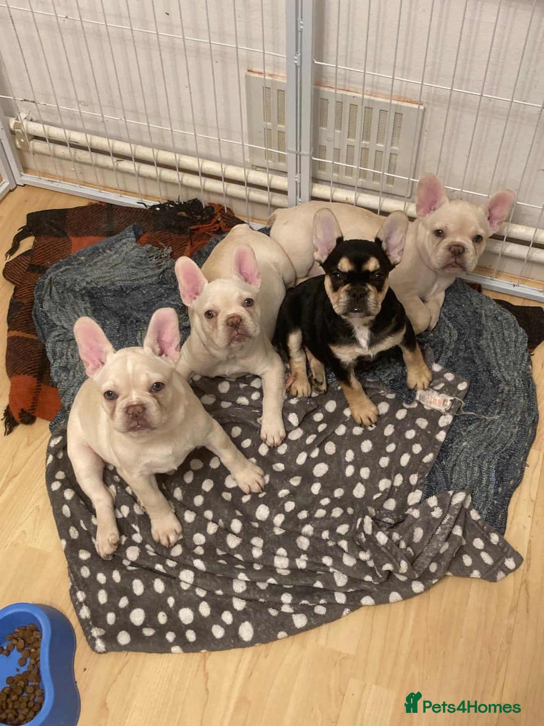 French Bulldog dogs for sale: 5 beautiful French bulldog puppies  - Advert 17