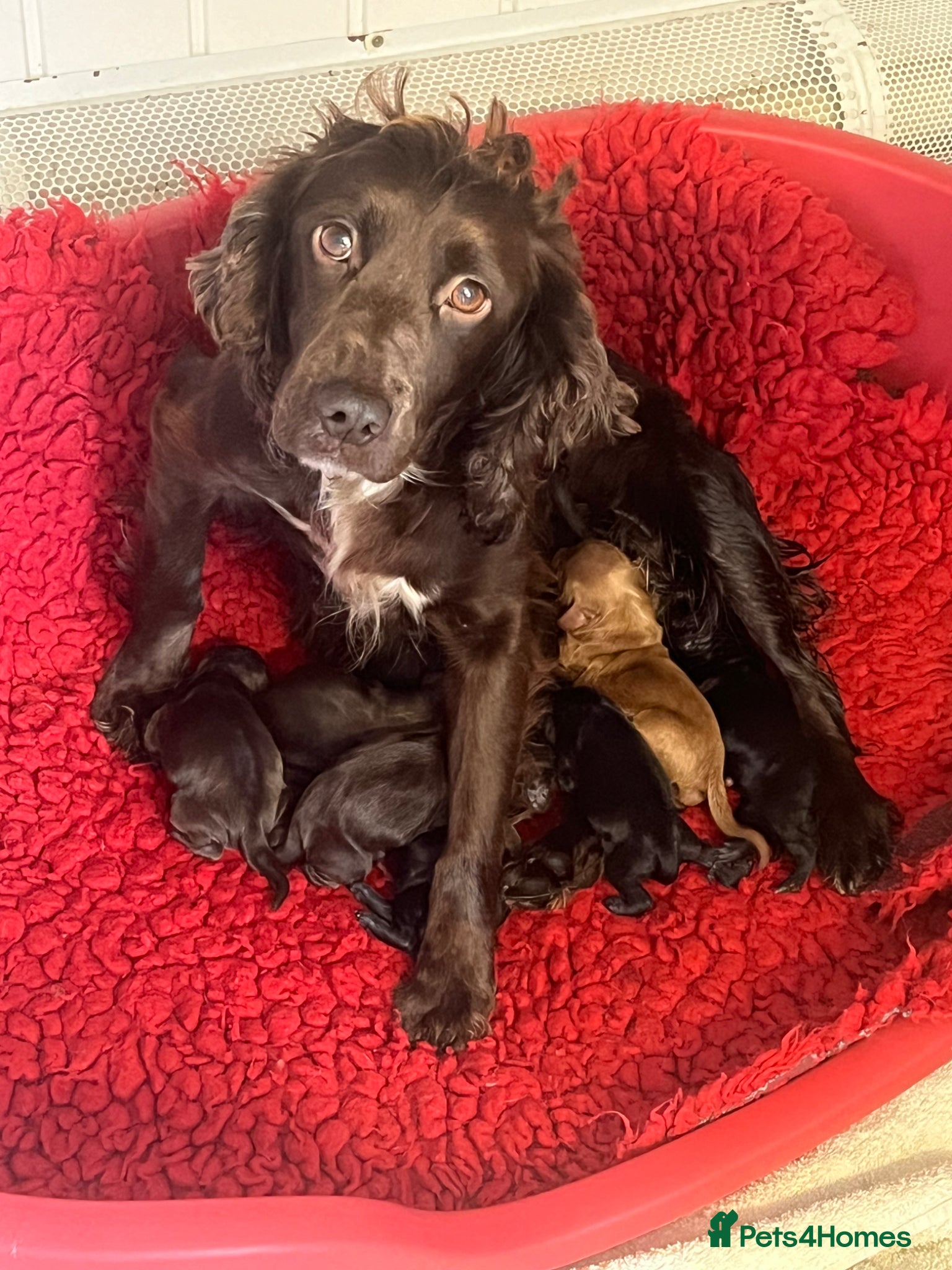 Cockapoo dogs F1 cockapoos registered breeder  - Advert 1