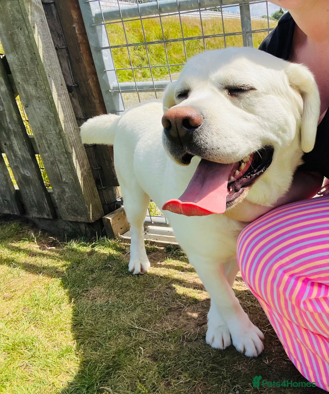 Labrador Retriever dogs for sale: KC reg health tested chunky white Labradors - Advert 9