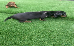 Miniature Dachshund dogs for sale: 4 adorable miniature dachshund puppies  - Image 20