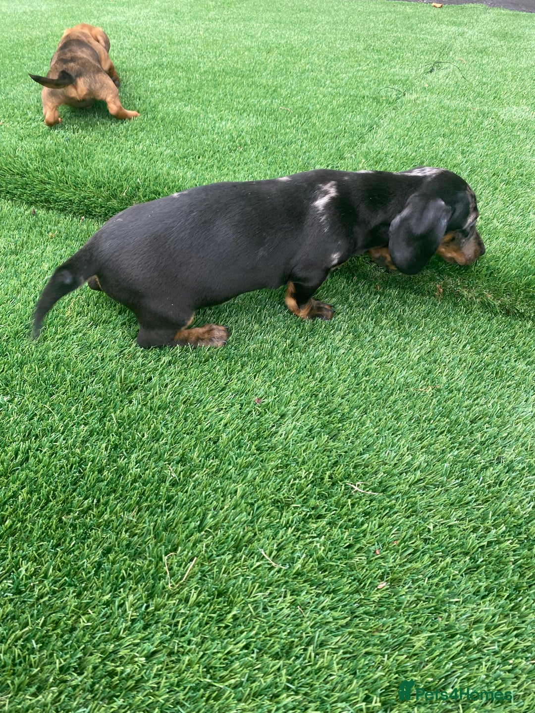 Miniature Dachshund dogs for sale: 4 adorable miniature dachshund puppies  - Image 20