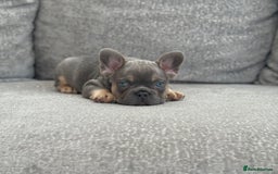 French Bulldog dogs for sale: Kc Registered Quality fluffy Isabella pink 🌟 - Image 3