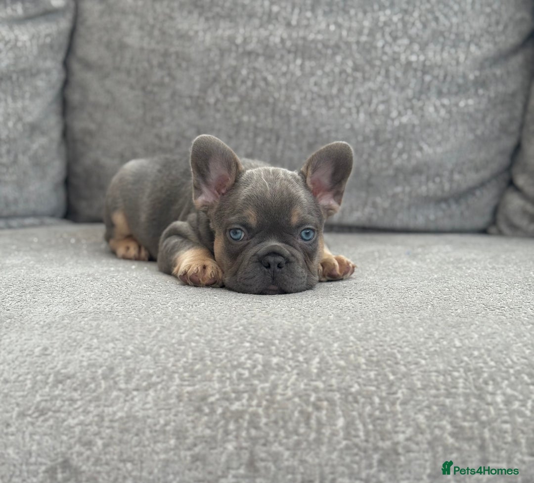 French Bulldog dogs for sale: Kc Registered Quality fluffy Isabella pink 🌟 - Image 3