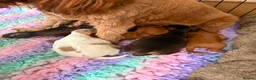 Cockapoo dogs for sale: Gorgeous cockapoos - Advert 3
