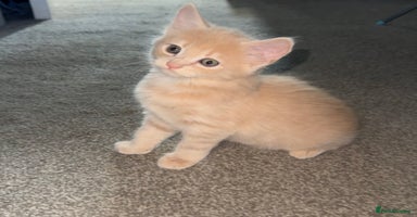 Mixed Breed cats - Advert 4
