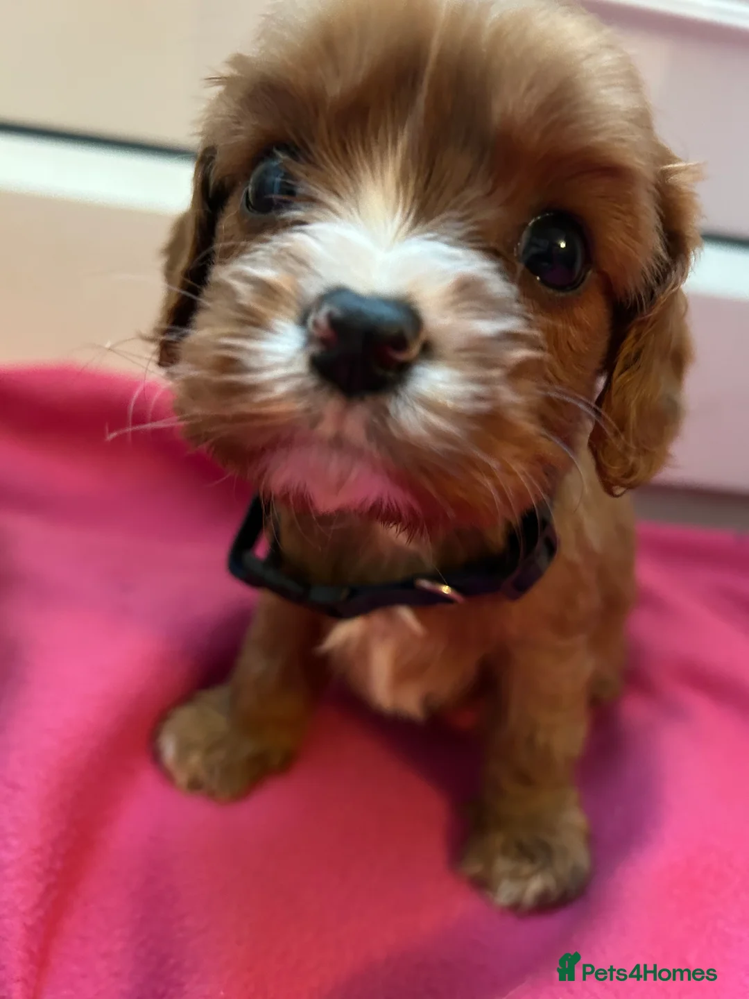 Cavalier King Charles Spaniel dogs for sale: Gorgeous Cavalier King Charles Spaniel Puppies - Advert 5