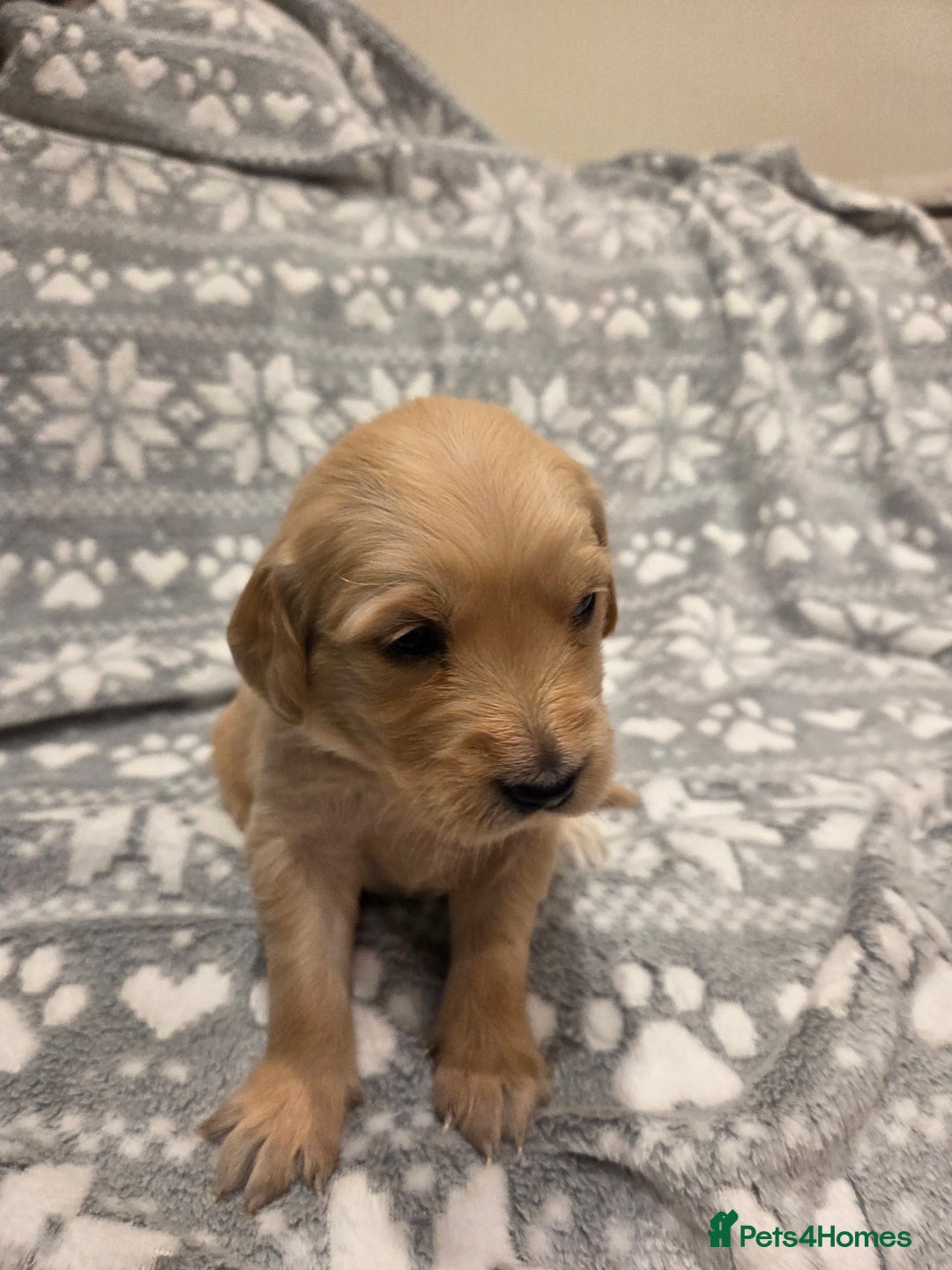 Golden Retriever dogs for sale: KC registered Beautiful Golden retriever puppies  - Advert 22
