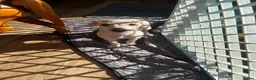 Italian Greyhound dogs for sale: 5 wonderful Wiggy’s licensed breeder  - Advert 23