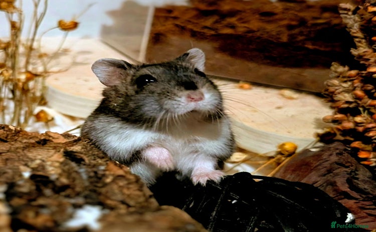 Hamster rodents - Advert 1