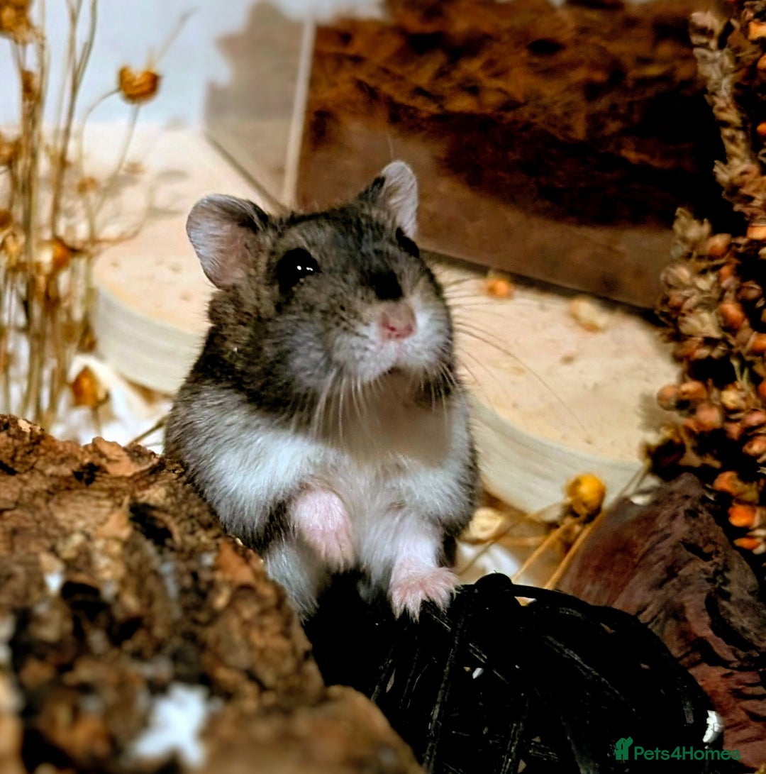 Hamster rodents for sale: Female Dwarf Hamster for Adoption UPDATED 05.09.25 - Image 2
