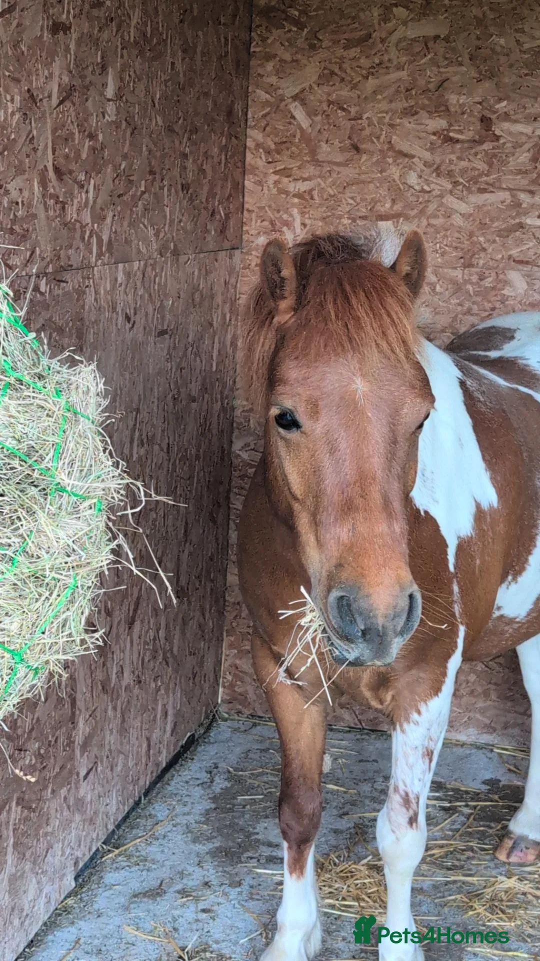 Dartmoor horses for sale: Sweet Dartmoor Pony  in Radstock - Advert 2