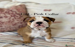 English Bulldog dogs for sale: READY NOW! vaccinated microchipped KC Bulldog pups in Rochford - Image 16