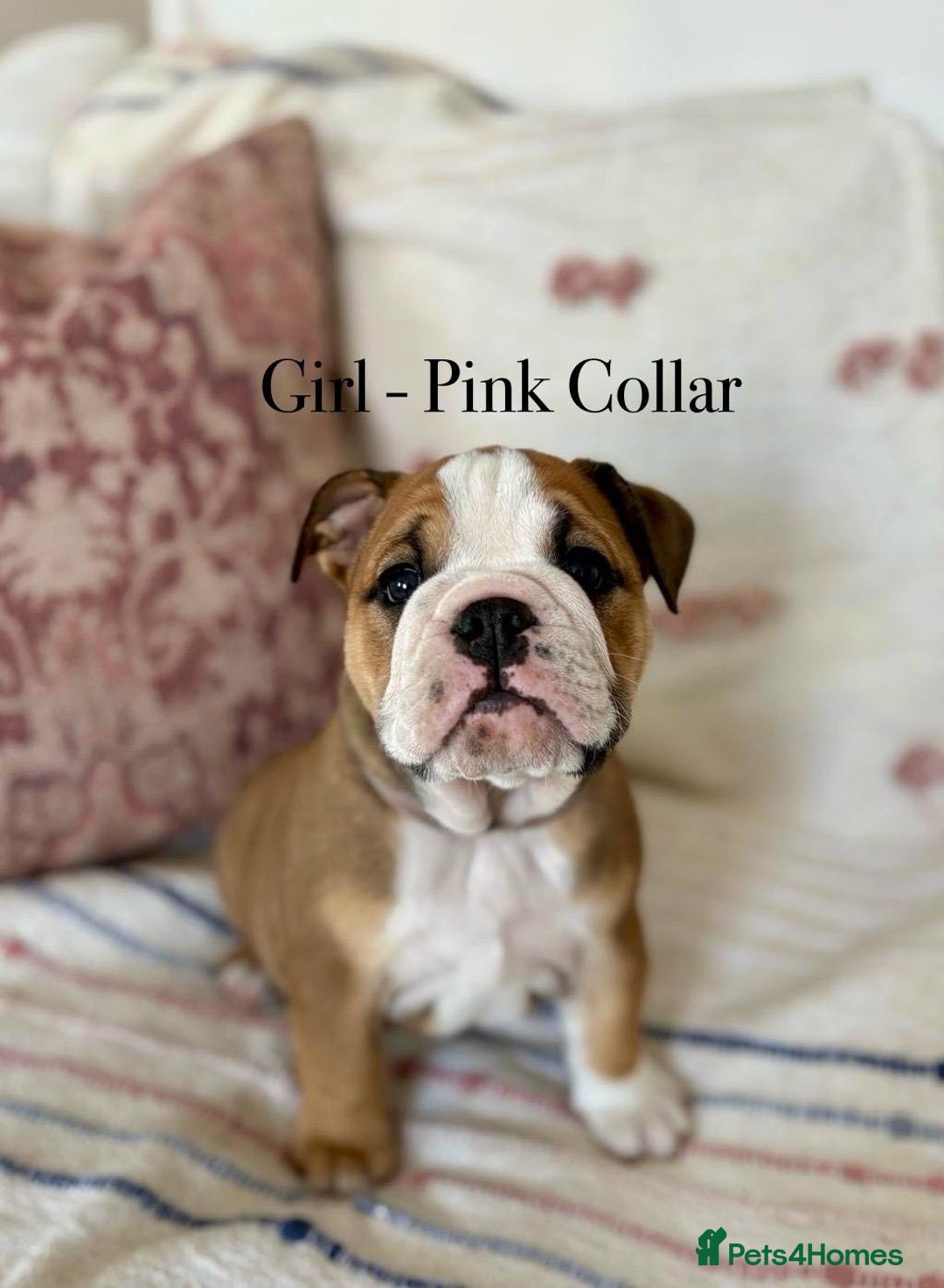 English Bulldog dogs for sale: READY NOW! vaccinated microchipped KC Bulldog pups in Rochford - Image 16